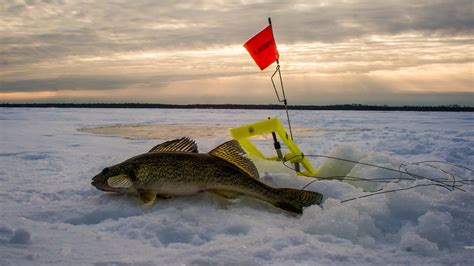 Red lake ice fishing - The best structures to target for walleye ice fishing are underwater hills, the edge zones of flats, and the extensions of shoreline points. Look for transition zones that connect deeper water with shallow areas that hold lots of baitfish. Very often the most productive parts of a structure are drop off zones …